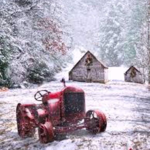 🌷 - Picture 5 of 8